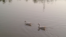 location-amravati-wadali-talao-image | HomieStore